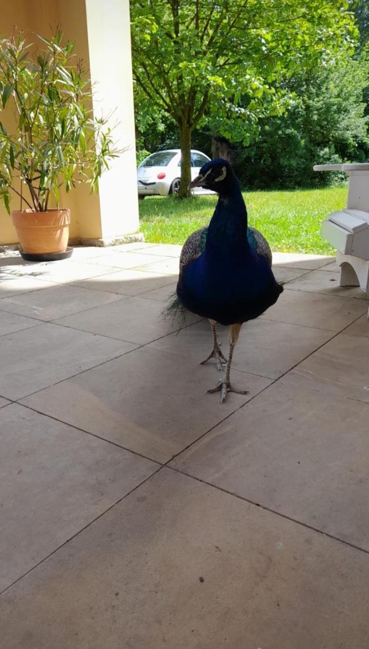 Schloss Tressow Bobitz Kültér fotó